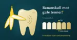Illustrasjon av et bananskall som gnis mot en gulaktig tann, ved siden av en fargeskala der «Før» og «Etter 2 uker» peker på samme nyanse, med teksten «Bananskall mot gule tenner?» og «Forskningen: ingen synlig fargeendring».