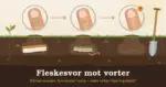 Illustrasjon av tre forstørrede fingertupper der en vorte blir stadig mindre og til slutt er borte, koblet med stiplede linjer til en nedgravd fleskesvor i jorda som gradvis råtner, med teksten «Fleskesvor mot vorter» og «Råtner svoren, forsvinner vorta – men virker kjerringrådet?».