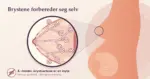 Illustrasjon av en gravid kropp sett fra siden, der et forstørret utsnitt viser melkeganger og melkekjertler i brystet, med teksten «Brystene forbereder seg selv» og en overstreket skrubbebørste som viser at det er en myte å «herde» brystvortene.