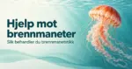 Illustrasjon av en oransjerød brennmanet i turkist sjøvann ved siden av teksten «Hjelp mot brennmaneter – Slik behandler du brennmanetstikk».