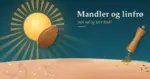 Illustrasjon av en mandel som delvis skygger for en gyllen sol over en hudoverflate, der den solbelyste venstre siden er tørr og sprukken mens en pepperkvern drysser malte linfrø på høyre side som blir glatt og blank av oljedråper, med teksten «Mandler og linfrø – mot sol og tørr hud?».