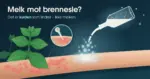 Illustrasjon av en underarm med røde brenneslestikk ved siden av en brennesle, der en flaske kald melk heller ut en stråle som blir til snøkrystaller og legger rim på huden, mens et forstørrelsesglass viser et brennhår som sprøyter stoffer inn i huden, med teksten «Melk mot brennesle? Det er kulden som lindrer – ikke melken».