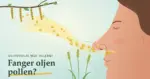 Illustrasjon av et ansikt i profil med en blank stripe olivenolje under nesen, der pollen fra bjørkerakler og gress driver mot nesen og fester seg i oljen mens ett pollenkorn sniker seg inn i neseboret, sammen med teksten «Olivenolje mot allergi» og «Fanger oljen pollen?».