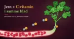 Illustrasjon av en kvist krøllete persille der stilken går over i en blodåre fylt med røde blodlegemer, mens par av jern (Fe) og C-vitamin (C) vandrer fra bladene ned i blodet, med teksten «Jern + C-vitamin i samme blad».