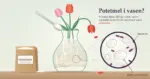 Illustrasjon av en glassvase med tulipaner der en teskje heller potetmel i vannet så det blir grumsete, ved siden av en pose potetmel, mens et forstørrelsesglass viser uløste stivelseskorn og bakterier, med teksten «Potetmel i vasen?».